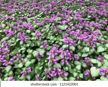 Spotted Deadnettle High Res Stock Images Shutterstock