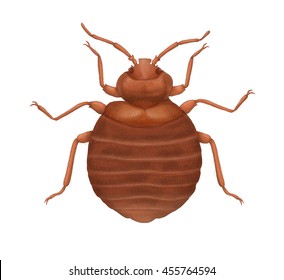 1,903 Bed Bug Close Up Images, Stock Photos & Vectors | Shutterstock