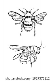 Bee collection. Continuous line illustration of two bees. 