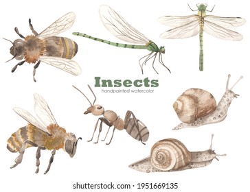 Bee, Dragonfly, Ant, Snail. Watercolor Hand Drawn Clipart. Realistic Insects