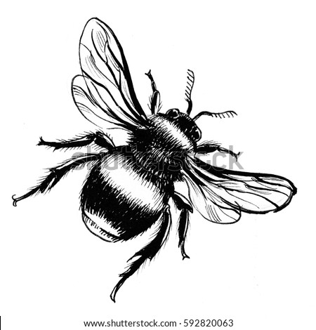 Bee Drawing Stock Illustration 592820063 - Shutterstock