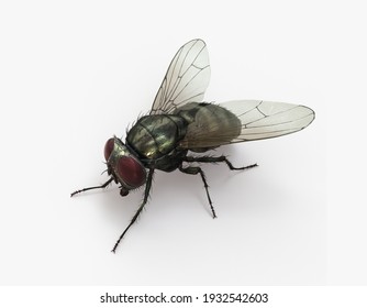 Mouche Images Stock Photos Vectors Shutterstock