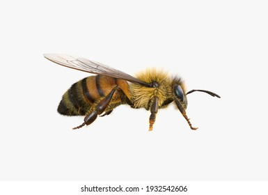 Bee fly 3d render modelling images