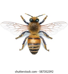 Bee Illustration, Watercolour, Drawing, Ink, Realistic