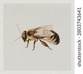 Bee from Sheet of Studies of Nine Insects (1660-1665) by Jan van Kessel.