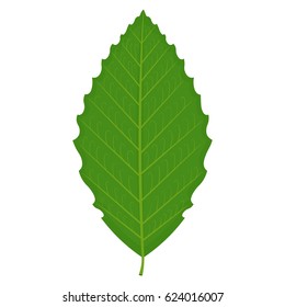 Beech Leaf Illustration Isolated On White Background