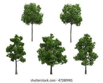 Beech Trees Isolated On White Background