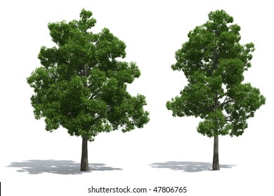 Beech Trees Isolated On White Background