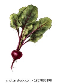 Beet Wall Art Watercolor Vegetable Print, Kitchen Wall Poster.