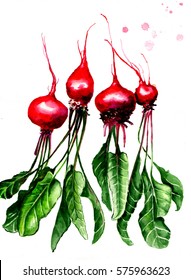 Beet Watercolor Beetroot With Leaves