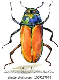 Beetle. Bug Insect Watercolor Illustration.