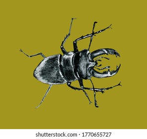 カブトムシの鹿 アースロポダinsecta Coleoptera Lucanidae 角虫 大きい 昆虫 のイラスト素材 Shutterstock