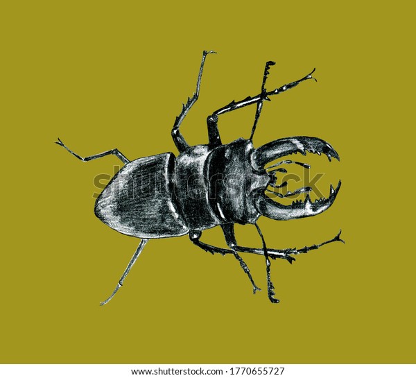 カブトムシの鹿 アースロポダinsecta Coleoptera Lucanidae 角虫 大きい 昆虫 のイラスト素材