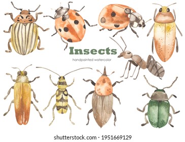 Beetles, Ant, Ladybug, Colorado Potato Beetle. Watercolor Hand Drawn Clipart. Realistic Insects