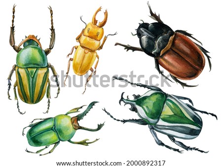Beetles on an isolated white background, watercolor illustration, green scarab beetle