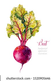 Beetroot. Beet. Vegetables. Watercolor botanical hand drawn illustration. 