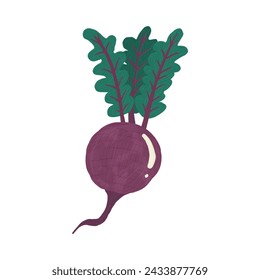 Beetroot (Beta vulgaris) is a root vegetable also known as red beet, table beet, garden beet, or just beet.