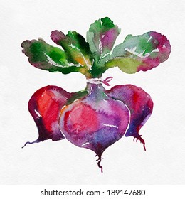 Beetroot. Watercolor Painting On White Background.