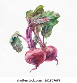 Beetroot. Watercolor Painting On White Background.