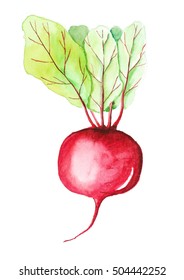 Beetroot, Watercolor Painting On White Background