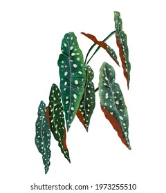 Begonia Exotic Tropical Watercolor Illustration 