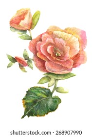 Begonia Flower. Watercolor Hand Painting Illustration.