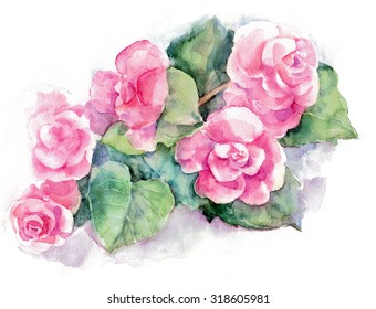 Begonia, Watercolor, Illustration