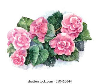 Begonia, Watercolor, Illustration