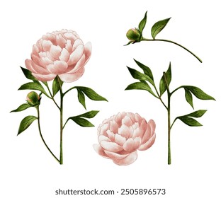 beige, pink peonies, watercolor illustration on white background for flower shops, bouquets, home fragrances, perfume, cosmetics wedding. Delicate flowers for wedding decoration, holidays, birthdays  - Powered by Shutterstock