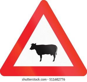 Belgian warning road sign - Livestock crossing.