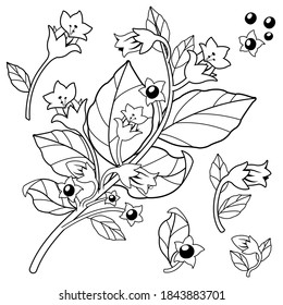 Belladonna Plant. Black And White Illustration.