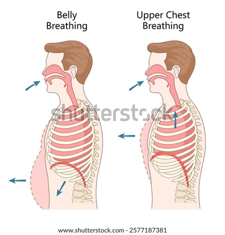 belly breathing and upper chest breathing techniques, airflow, diaphragm movement, and rib cage expansion diagram hand drawn schematic raster illustration. Medical science educational illustration
