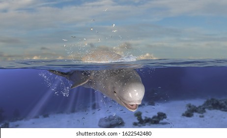 Beluga Whale Diving Down To Underwater After Jumping Out Of Sea 3d Rendering