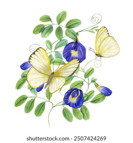 Bending branches of blue clitoria ternatea and yellow butterflies fluttering around it. Green leaves, flowers in full bloom, buds. Butterfly pea flower. Watercolor illustration of Asian plant - Powered by Shutterstock