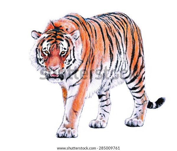 白い背景にオレンジと黒の縞模様の毛と力強い筋肉を持つベンガルトラが 手描きの色の鉛筆イラストで歩いています のイラスト素材