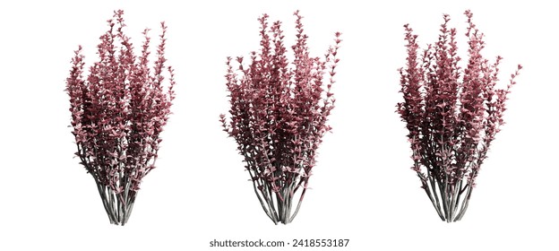 Berberis thunbergii bush isolate transparent background.3d rendering