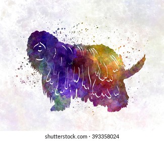 Bergamasco Shepherd In Watercolor