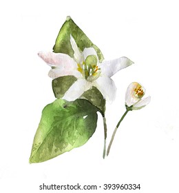Bergamot Blossom flower watercolor background. Hand drawn nature painting. Botanical art illustration.