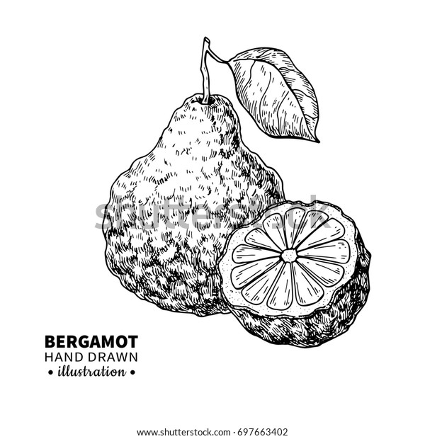 Bergamot Drawing Isolated Vintage Illustration Citrus のイラスト素材