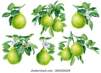 Bergamot, fruit set on isolated white background, watercolor botanical illustration