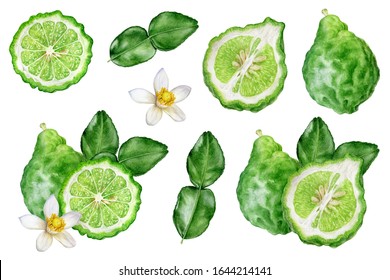 Bergamot With Leaves And Flower Set Watercolor Isolated On White Background