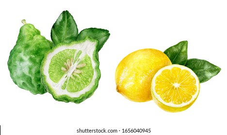 Bergamot with leaves lemon watercolor isolated on white background