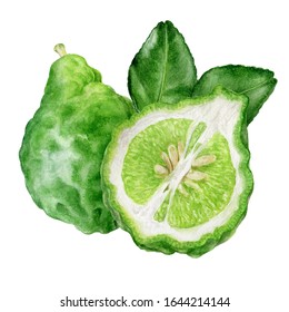 Bergamot With Leaves Watercolor Isolated On White Background