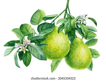 Bergamot Watercolor Illustration. Citrus Branch With Flowers, Isolated Background, Botanical Painting. Tropical Fruit