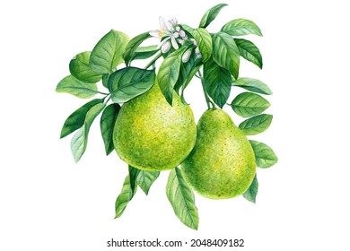 Bergamot watercolor illustration. Citrus branch with flowers, isolated background, botanical painting. Tropical fruit