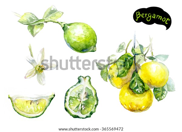 ベルガモット水彩イラスト 白い背景にかんきつの果実の枝 ベルガモットの花 ベルガモットのスライス のイラスト素材