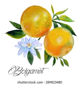 Bergamot Watercolor On Branch, Flowers Bergamot