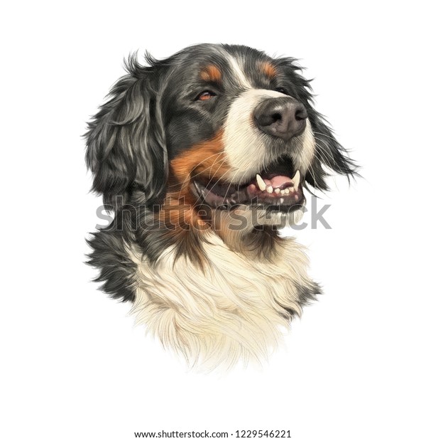 白い背景にベルンの山犬 可愛い大きな犬のリアルなポートレート 動物芸術コレクション 犬 手描きのペットイラスト ペットショップ 枕 バナーのデザインテンプレート のイラスト素材 Shutterstock