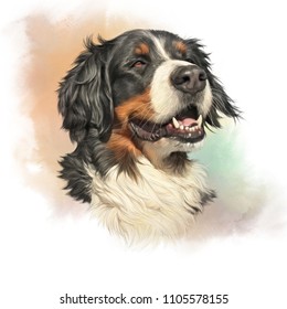Bernese Mountain Dog. Realistic Portrait of Berner Sennenhund on watercolor background. Large Dog Breeds. Animal art collection: Dogs. Hand drawn pet illustration. Good for T-shirt, pillow, pet shop