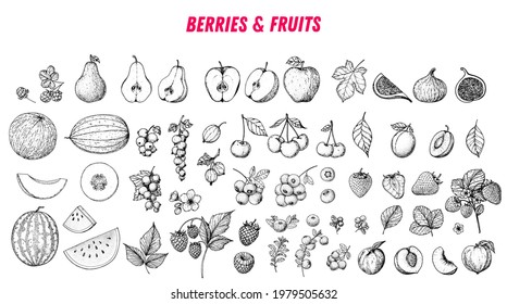 Berries And Fruits Drawing Collection. Hand Drawn Berry And Fruit Sketch.  Illustration. Engraved Style